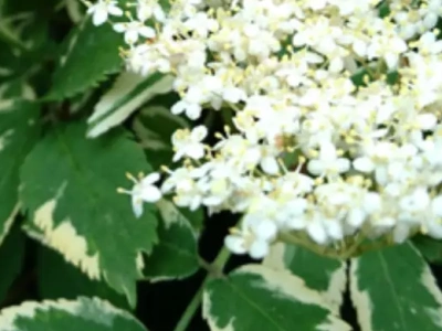 Бузина кистевидная «Plumosa Aurea» 0,8
