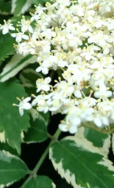 Бузина кистевидная «Plumosa Aurea» 0,8