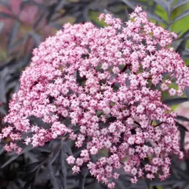 Бузина черная «Guincho Purple» 0,8