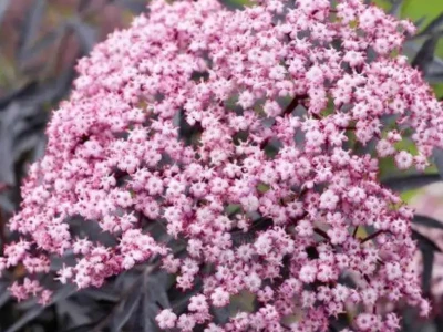 Бузина черная «Guincho Purple» 0,8