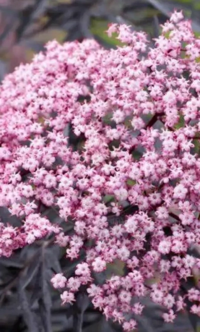 Бузина черная «Guincho Purple» 0,8