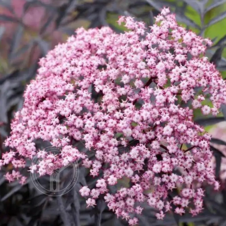 Бузина черная &laquo;Guincho Purple&raquo; 0,8