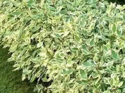 Дерен белый «Sibirica» 0,8