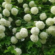 Калина &laquo;Бульдонеж&raquo; 0,8 0
