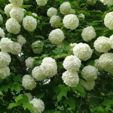Калина «Бульдонеж» 0,8