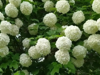Калина «Бульдонеж» 0,8