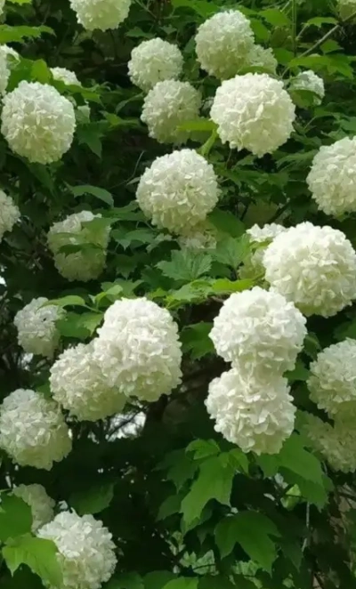 Калина «Бульдонеж» 0,8