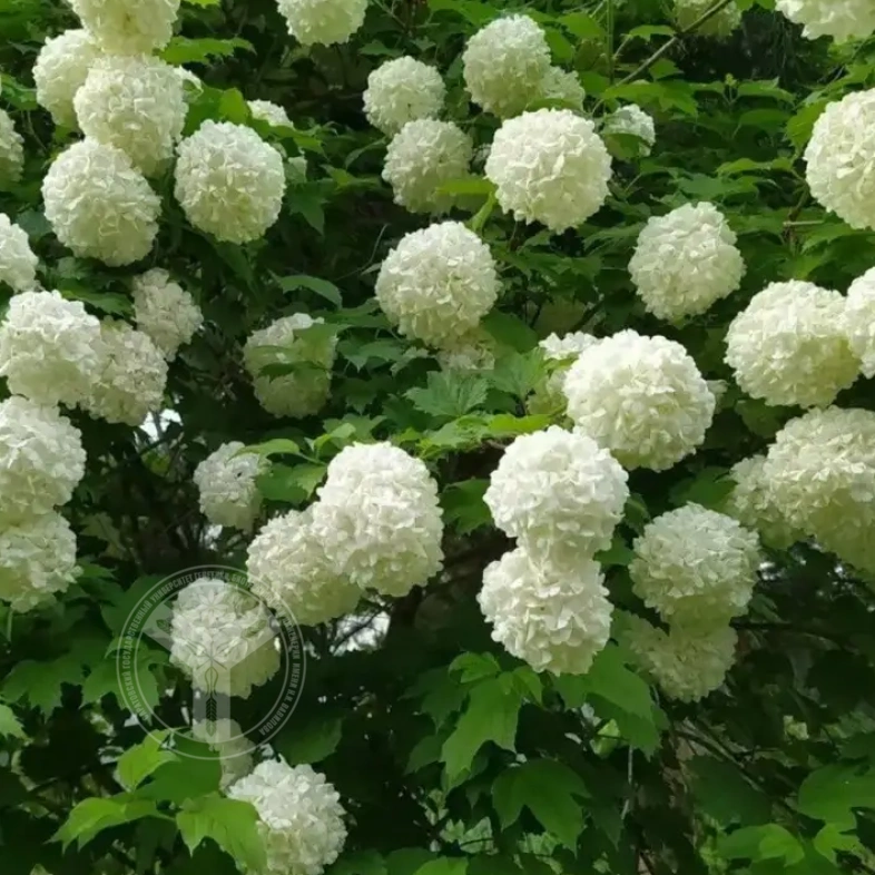 Калина &laquo;Бульдонеж&raquo; 0,8