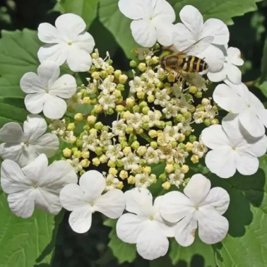 Калина Гордовина