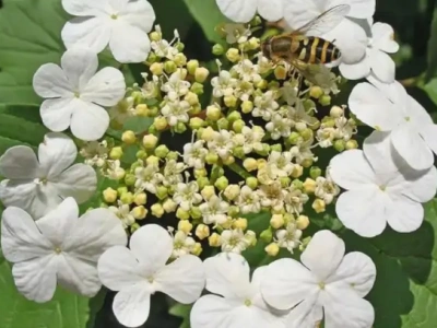 Калина Гордовина