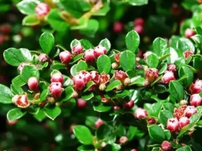 Кизильник блестящий 0,8
