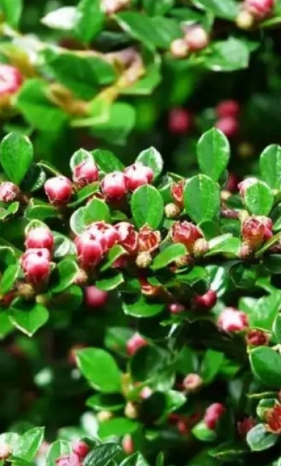 Кизильник блестящий 0,8