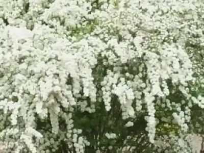 Спирея Вангута 0,8