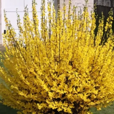Форзиция средняя Европейская 0,8