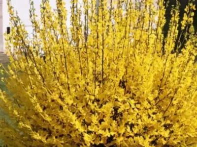 Форзиция средняя Европейская 0,8