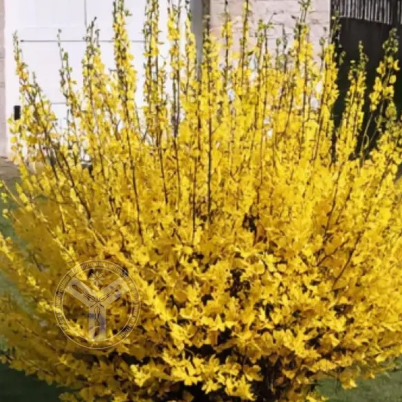 Форзиция средняя Европейская 0,8