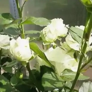Аваланж белая 0,8 0