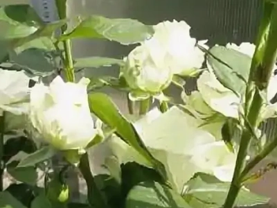 Аваланж белая 0,8