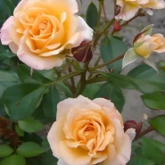 Макарена 0,8 0