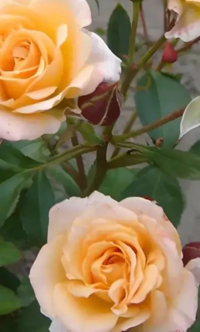 Макарена 0,8
