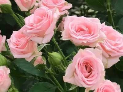 Лидия 0,8