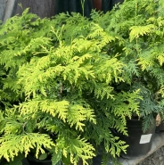 Туя западная смарагд голд 0,8 0