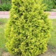 Туя западная Европа голд 0,8 0