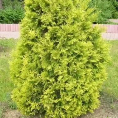 Туя западная Европа голд 0,8