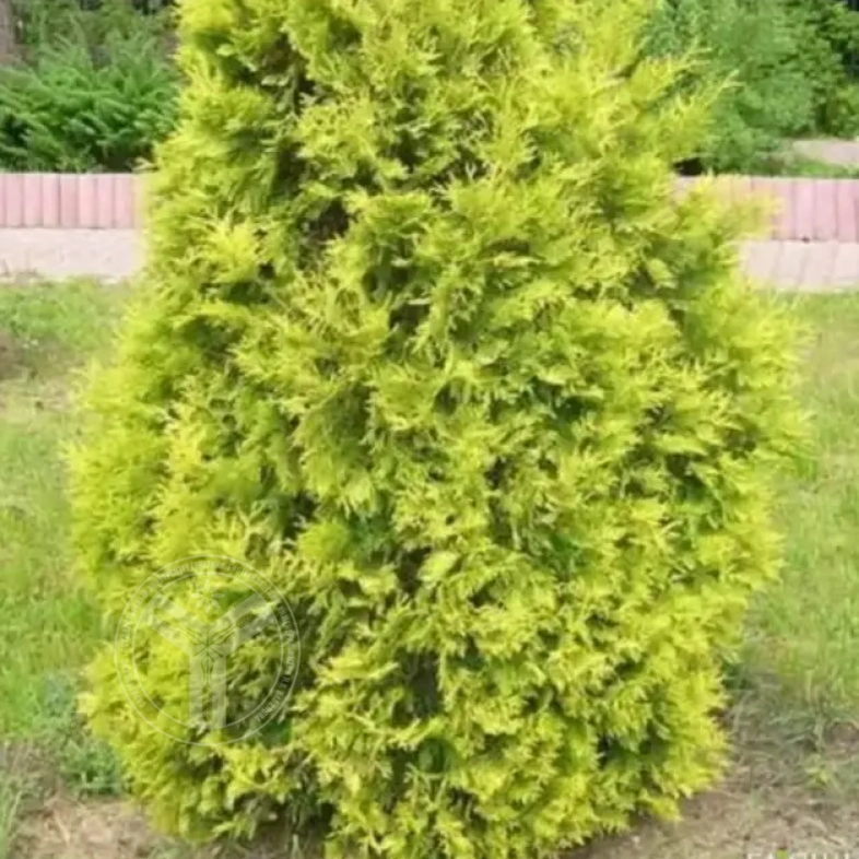 Туя западная Европа голд 0,8