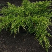 Можжевельник средний Pfizeriana Aurea 0,8 0