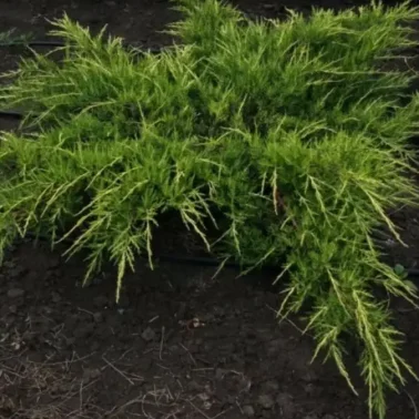 Можжевельник средний Pfizeriana Aurea 0,8