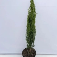 Можжевельник китайский Спартан 0
