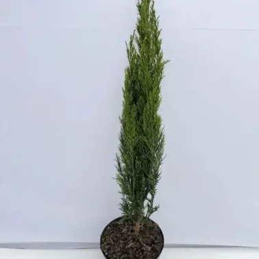 Можжевельник китайский Спартан