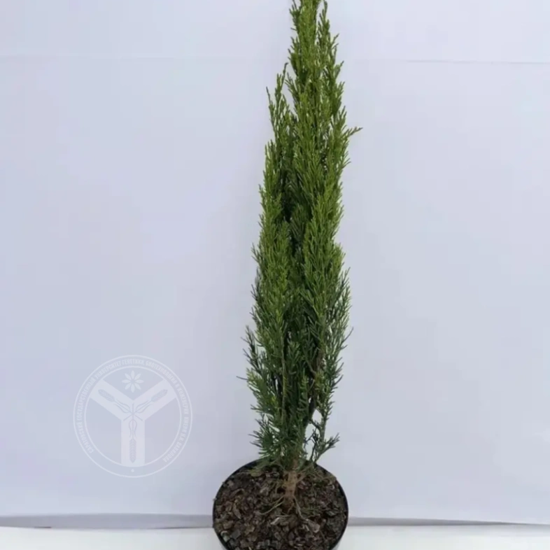 Можжевельник китайский Спартан