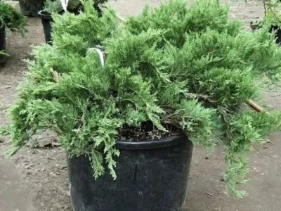 Можжевельник  казацкий( костровой) 0,8