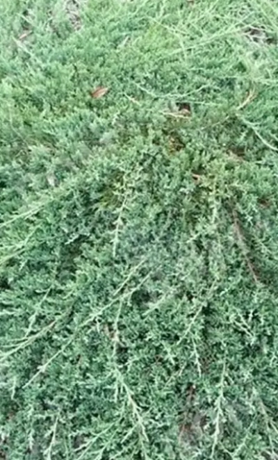 Можжевельник горизонтальный вилтон 0,8