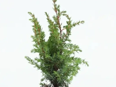 Можжевельник обыкновенный juniperus communis 0,8