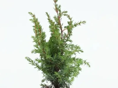 Можжевельник обыкновенный juniperus communis 0,8