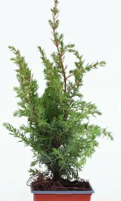 Можжевельник обыкновенный juniperus communis 0,8