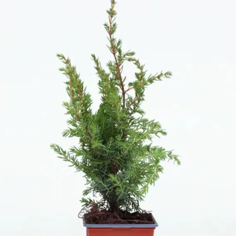 Можжевельник обыкновенный juniperus communis 0,8