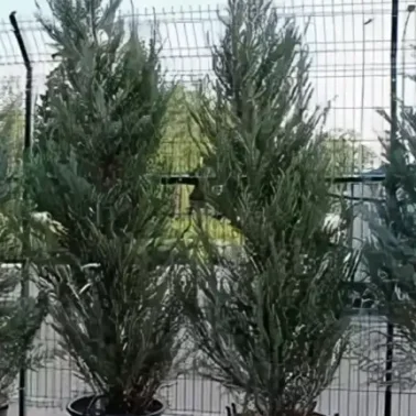 Можжевельник виргинский глаука 0,8
