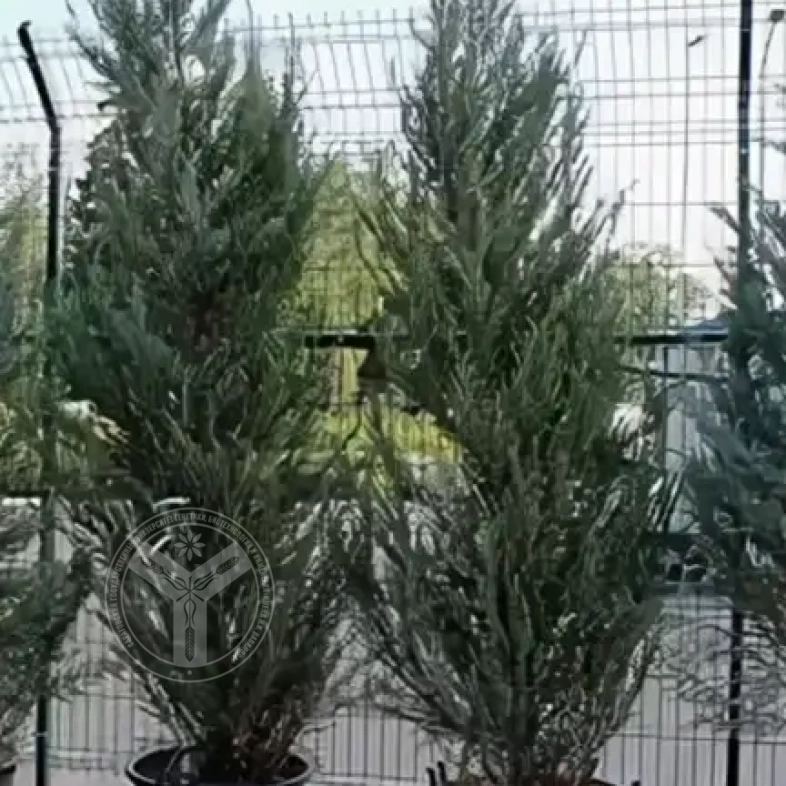 Можжевельник виргинский глаука 0,8