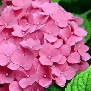 гортензия крупнолистная Romans Pink махровая 1Л