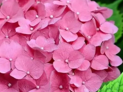 гортензия крупнолистная Romans Pink махровая 1Л