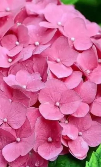 гортензия крупнолистная Romans Pink махровая 1Л