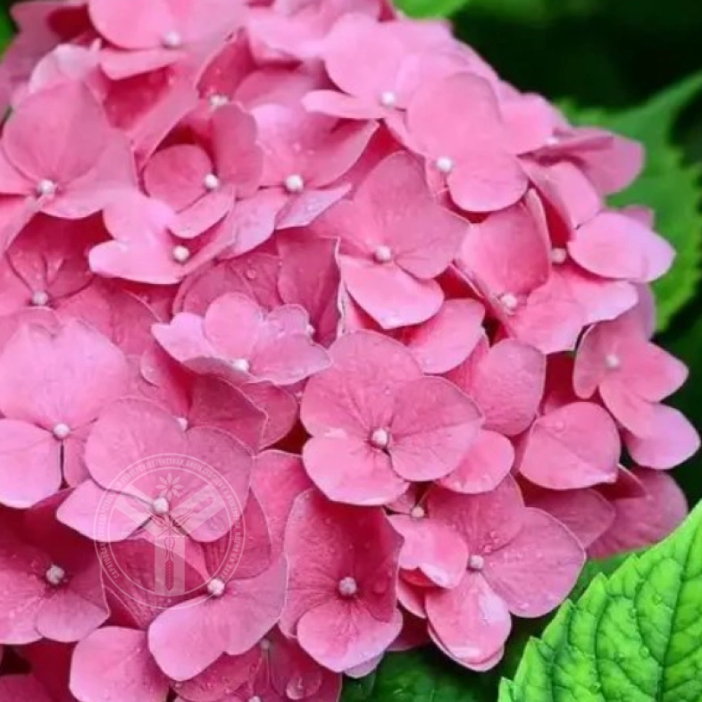 гортензия крупнолистная Romans Pink махровая 1Л