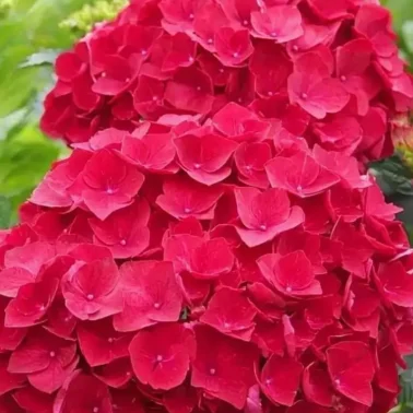 гортензия крупнолистная hot red 1Л