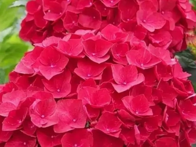 гортензия крупнолистная hot red 1Л