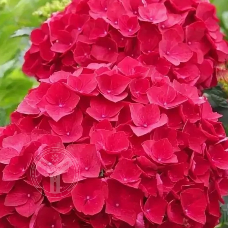 гортензия крупнолистная hot red 1Л