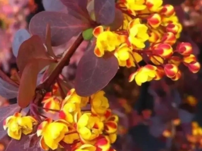 Барбарис средний «Red jewel» 3Л